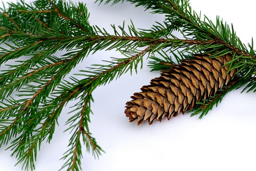 green branch fir tree with pinecone isolated