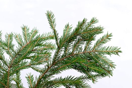 green fir tree twig isolated on white background