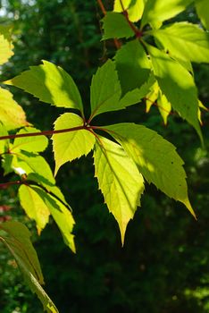 green freshness foliage in summer garten closeup