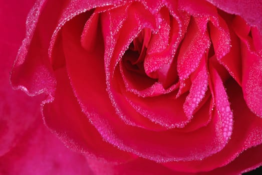 macro photo flower red rose in garden