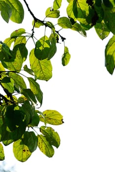 green freshness foliage in summer garten closeup