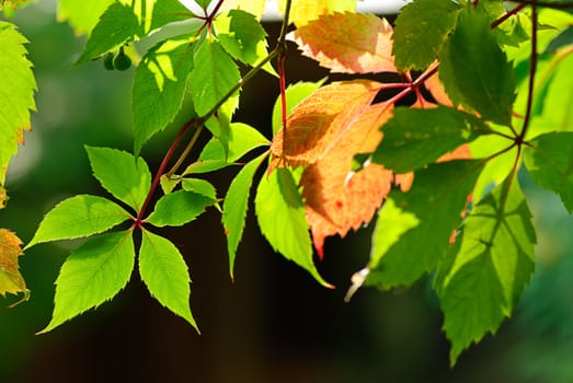 green freshness foliage in summer garten closeup