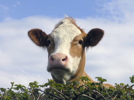 Close up of dairy cow looking over hedge