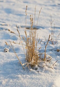 A bunch of dry grass in winter