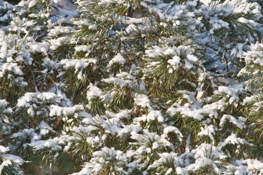 Pine-tree covered with snow, view from below