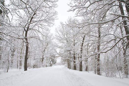 A path between trees covered with snow