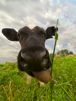 Wide angle portrait of bull-calf showing his tongue.