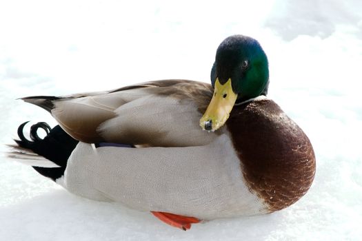 A mallard duck on a background of snow and ice.