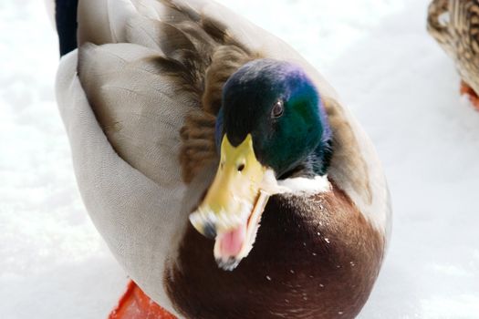 A mallard duck on a background of snow and ice with motion blur.