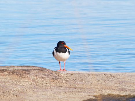 Oystercatcher, from the family Haematopodidae, resting on a rock, clear blue sea in the background