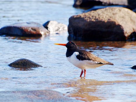 Oystercatcher, from the family Haematopodidae, standing on a beach in the blue sea watching out for predators 