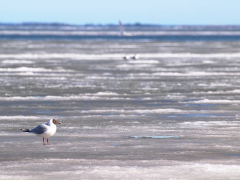 Hooded seagull resting on the melting ice on the sea at spring