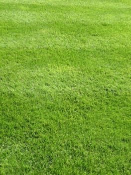 A freshly cut grass texture background.