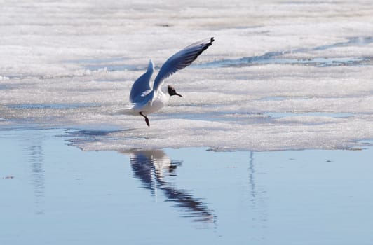 Hooded seagull taking off from the icey water at spring