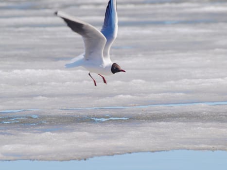 Hooded seagull taking off from the icey water at spring