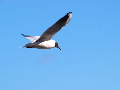 Hooded seagull coming in from the right on a clear blue sky