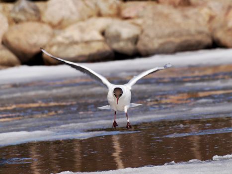Hooded seagull landing on icey water at spring, angle a bit off on purpose to change the perspective a little