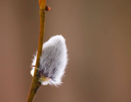 catkin of a pussy willow