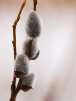 4 catkin of pussy willows