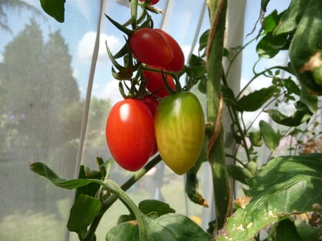 Some red and green floridity Tomatoes growing in a garden. 