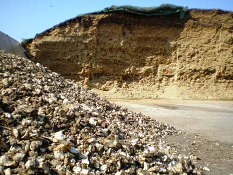 silage - maize, sugar beet