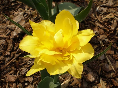 yellow tulip