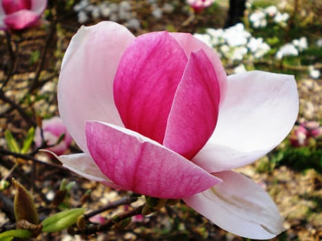 flower of magnolia
