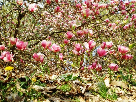 flower of magnolia