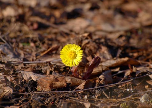 Coltsfoot in the spring, breaking through the dead leaves on the forest floor