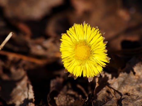 Coltsfoot in the spring, breaking through the dead leaves on the forest floor