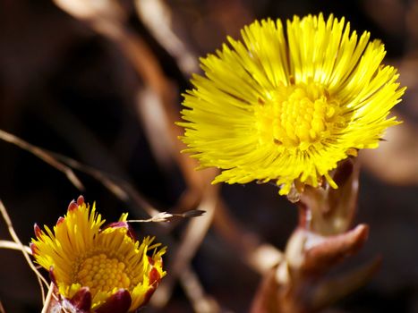 Coltsfoot stretching towards the spring sun, one open, and one opening