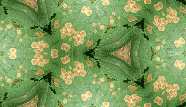 A seamless texture pattern background of an infected leaf.