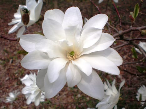 flower of magnolia