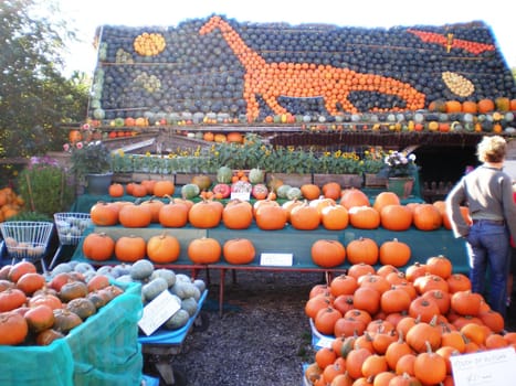 Halloween, Cucurbita, pumpkin,