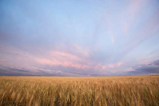 A pairie landscape ready for harvest