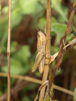 image of a little locust on a branch