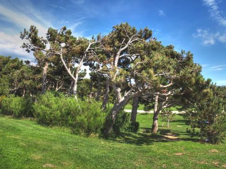 image of some pine trees in the wind