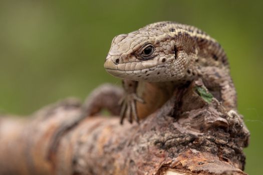 Sand lizard on a tree branch looking at us