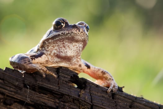 Mr. Frog speech on the rostrum to his people
