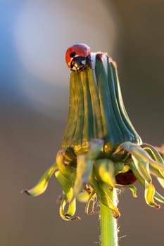 Ladybird walk on dandelion flower in the evening