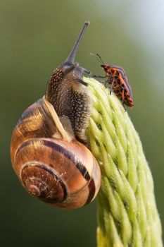Snail and chinch meet on the green plant