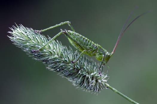 Green grasshopper on a green bent in green background