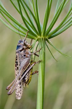Large brown grasshopper under an plant umbrella