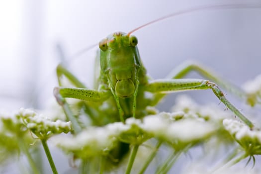 Grasshopper portrait on the white flowers in sky-blue background