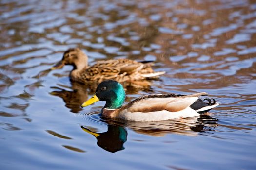 A male and female mallard duck peacefully swimming