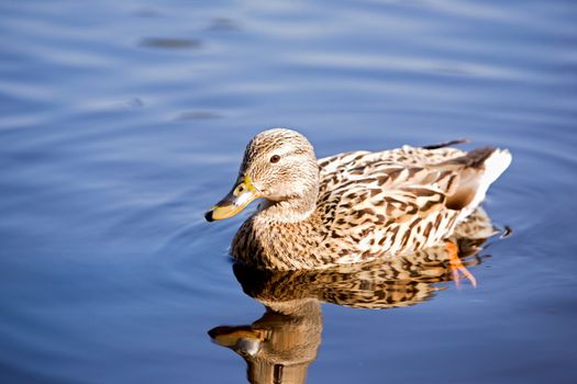 A female mallard duck peacefully swimming;