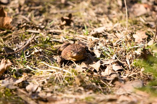 A close up detail of a bullfrog in a natural environment