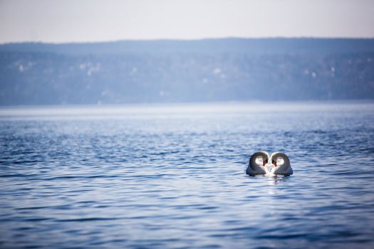 Two swans swimming close together creating a heart.