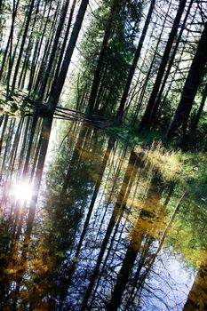 A reflection in the forest with a shallow pool of water.