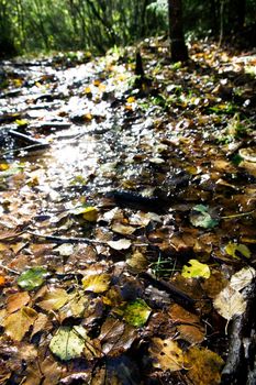 Wet leaves in the fall reflecting the sunlight shining through the forest - lens flare coming off the leaves